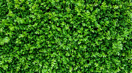 A lush green ground cover, showcasing vibrant foliage in a natural setting.