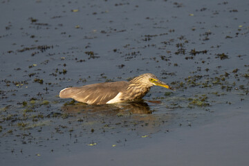 Indian Pond Heron (Ardeola grayii) perched close-up. The Indian Pond Heron is a small, stocky bird found near wetlands. It has striking plumage during breeding season and stealthy hunting.