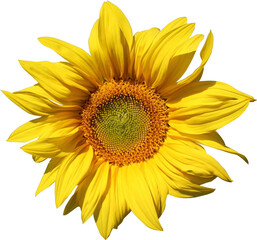 Fototapeta premium Beautiful Sun Flower Isolated From Background