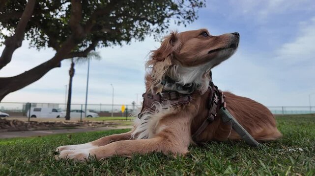 Kokoni Dog Sitting on Grass at Park