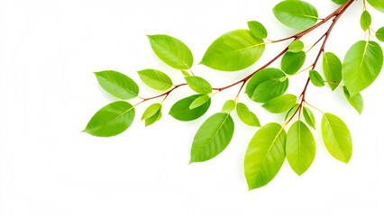 Vibrant Green and Yellow Leaves on White Background