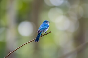 Obraz premium Bright blue bird perched on a branch in a natural woodland setting