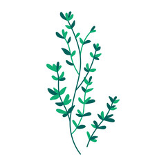 Vector greenery, fresh; bunch of thyme; summer; food; nature; grass; leaf; green; menu; plant; healthy; natural; organic; meal; ingredient; branch; herbal; twig; raw; freshness; vegan; vegetable