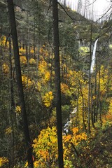 Obraz premium View of Elowah Falls from distance seen through dense forest full of tall pine trees, bushes full of leaves changing into fall colors on a cloudy overcast day. 