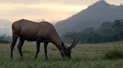 Fototapeta premium Brown Antelope Grazing in Green Field at Sunset