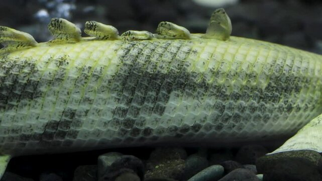 Bichir fish (Polypterus) swimming in an aquarium, freshwater habitats in tropical
