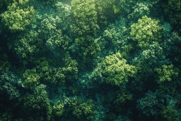 Map overlaid with lush, green forest textures representing dense vegetation coverage
