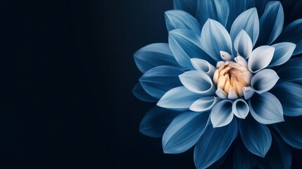 Obraz premium Serene Blue Dahlia Bloom: A Close-Up Macro Photography