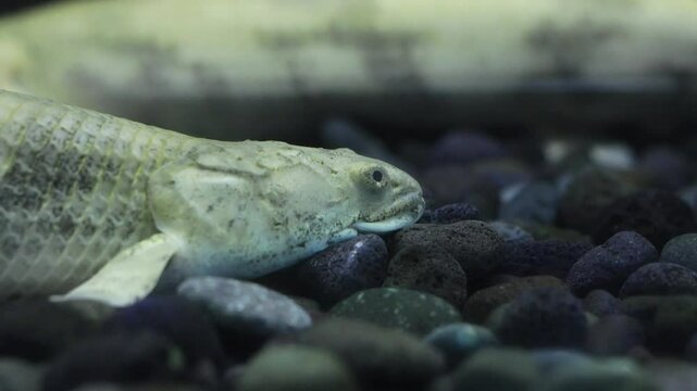 Bichir fish (Polypterus) swimming in an aquarium, freshwater habitats in tropical