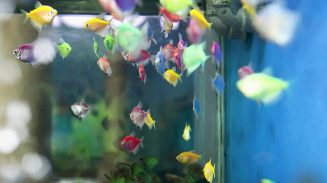 Glofish swimming in aquarium, fluorescent colored genetically modified aquarium fish