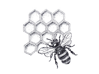 Honey bee and honeycomb drawing. Black white pattern bee on honey background. Bee contemporary illustration. Hand drawn honeycomb and bee  