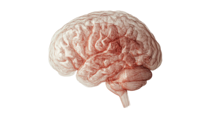 Human brain showing cerebellum, frontal lobe, and brain stem on transparent background