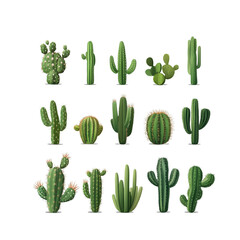 cactus isolated on white