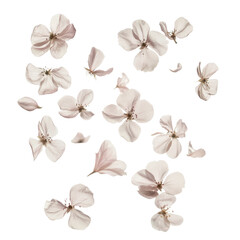 Delicate Pink Floral Petals Floating on Transparent Background