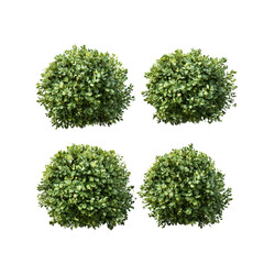 Fototapeta premium set of trees