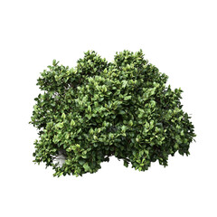 fresh green parsley