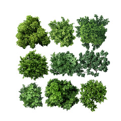 Obraz premium fresh parsley isolated on white background