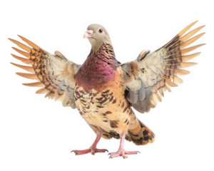 dove with open wings, showcasing its vibrant plumage against transparency background, symbolizes peace and freedom. Its graceful posture evokes sense of tranquility and beauty