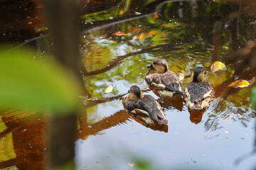 group of lesser whistling ducks swimming in the pond