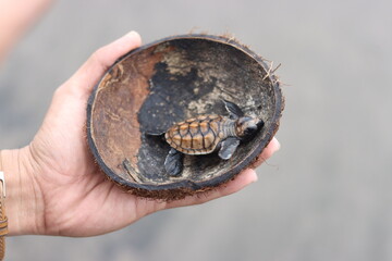 the baby turtle is inside the coconut shell that is being held in the hand