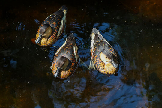 group of lesser whistling ducks swimming in the pond - Powered by Adobe