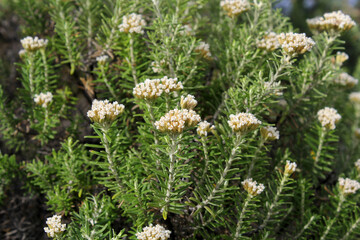 White flowers and green leaves on a Coast Everlasting (Ozothamnus turbinatus) plant at a beach