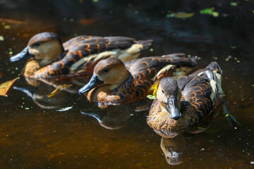group of lesser whistling ducks swimming in the pond