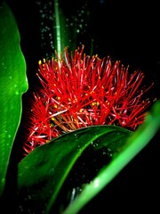 Beautiful Small Flowers Between Sunlit Dresses