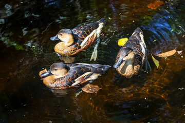 group of lesser whistling ducks swimming in the pond