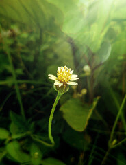 Beautiful Small Flowers Between Sunlit Dresses