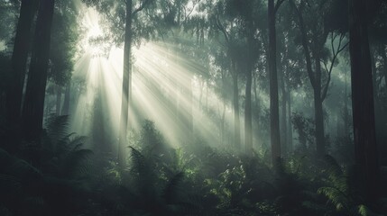 Obraz premium rays of light