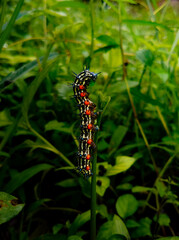 Cute Black Caterpillar Among the Leaves