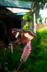 Butterflies Perched on Beautiful Flowers