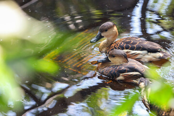 group of lesser whistling ducks swimming in the pond