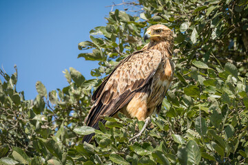 The tawny eagle, one of the booted eagles with heavily feathered legs, sits in a treetop observation post, alert to any passing prey in the open habitat below in a game reserve in South Africa.