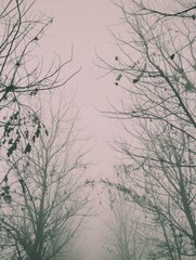 branches of a tree in winter