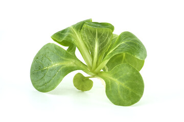Fresh Green Lamb's Lettuce Leaves on a White Background