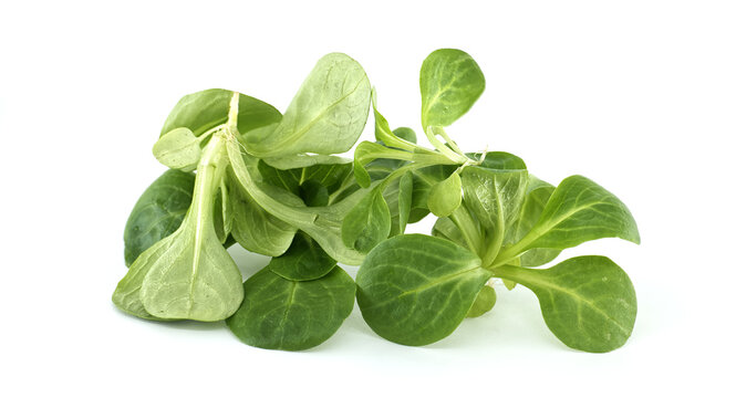 Fresh Green Valerianella Leaves on White Background