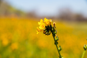 Obraz premium field of flowers