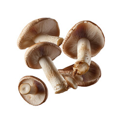 mushrooms isolated on white background