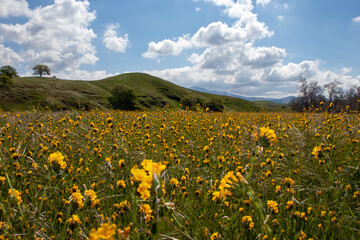 field of mustard flowers and sky