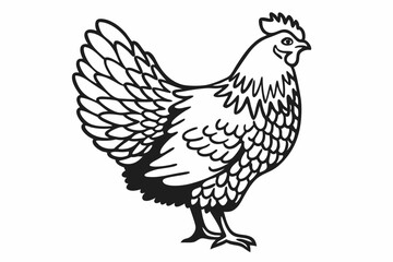 rooster isolated on white