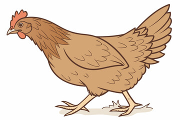 hen isolated on white