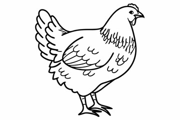 white dove isolated on white