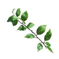Fototapeta premium Fresh Green Leaves on a Branch Side View