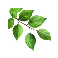 Fresh Green Leaves on a Branch Vibrant Light Green