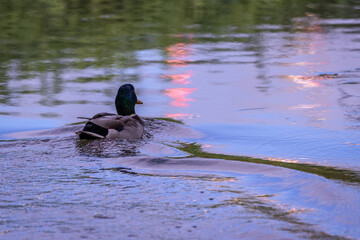Canard au crépuscule