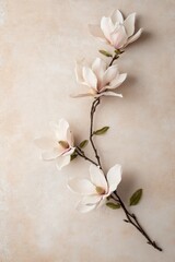 Delicate Magnolia Blooms on Beige Background