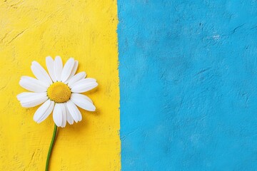 Obraz premium A single white daisy against a textured yellow and blue background, highlighting contrast and simplicity.