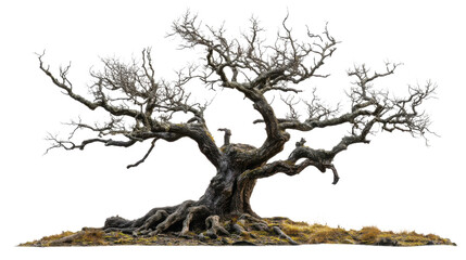 Fototapeta premium Majestic bare tree standing on transparent background